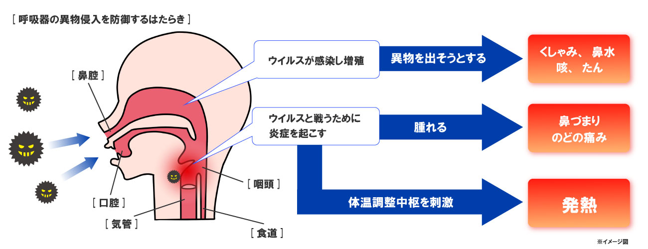呼吸器の粘液・線毛による防御と風邪症状の模式図