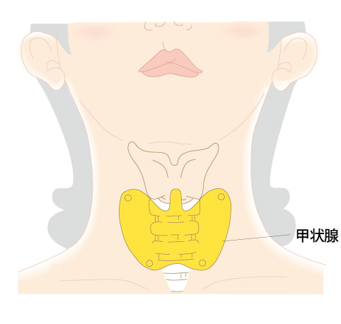 首の前面にある甲状腺の位置イラスト